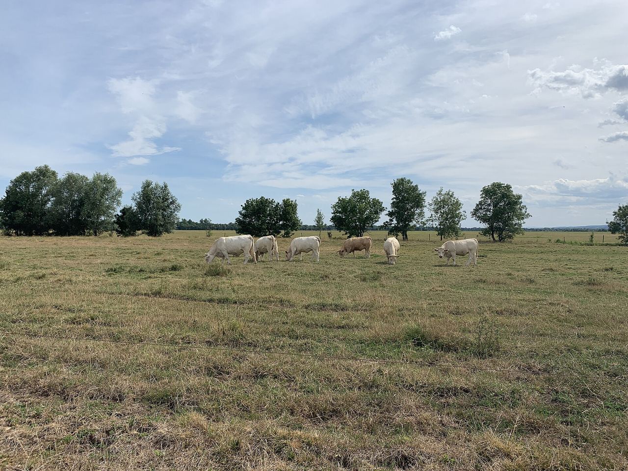 Vaches blanches dans les prairies inondables du Val de Saône, quelques arbres à l’horizon